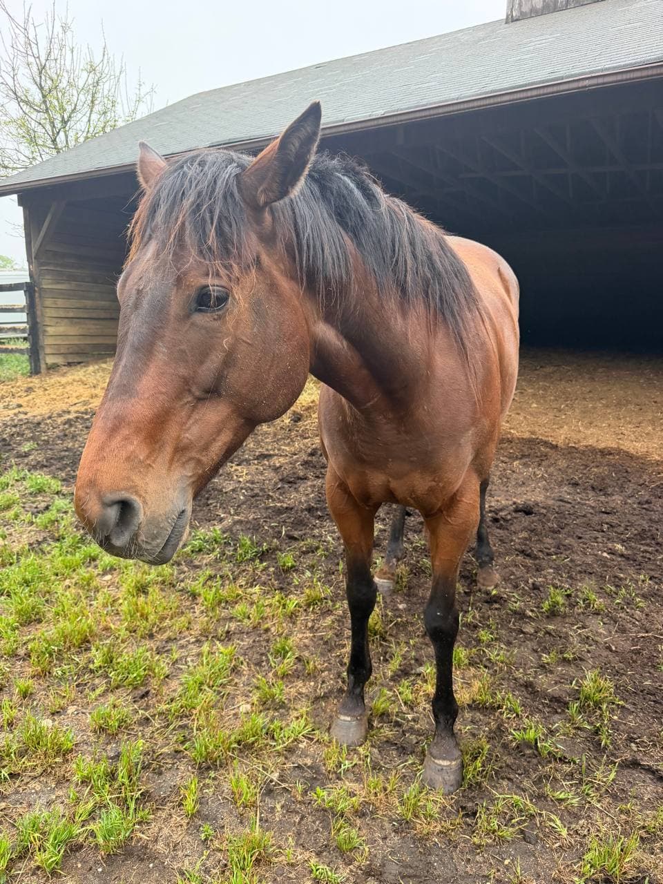 Coco standing by the barn at Allentown Thoroughbreds