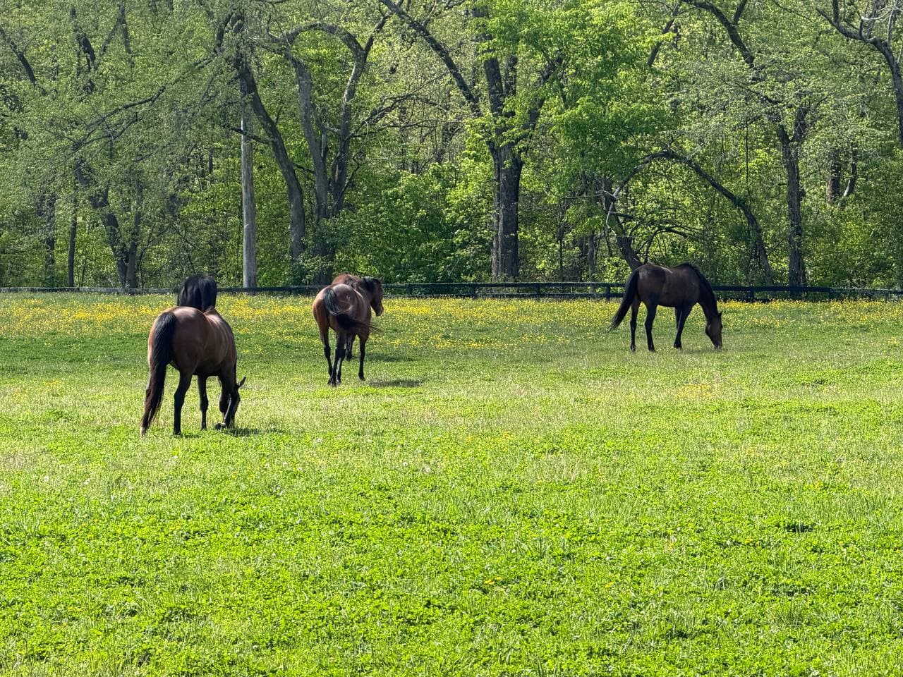 Sushi Girl represented with Thoroughbreds grazing in the Allentown pasture