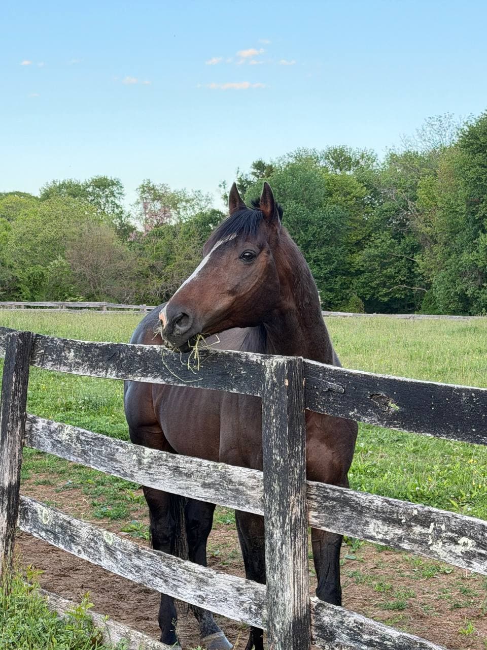 Indy standing near a clean fence line at Allentown Thoroughbreds