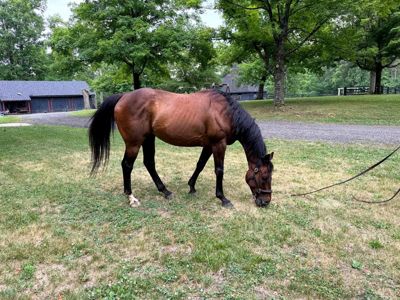 Indy grazing in the grass at Allentown Thoroughbreds