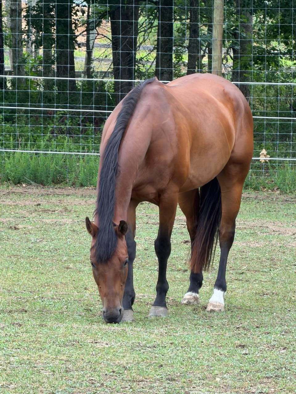 Major the bay AQHA Quarter Horse gelding grazing in a New Jersey pasture