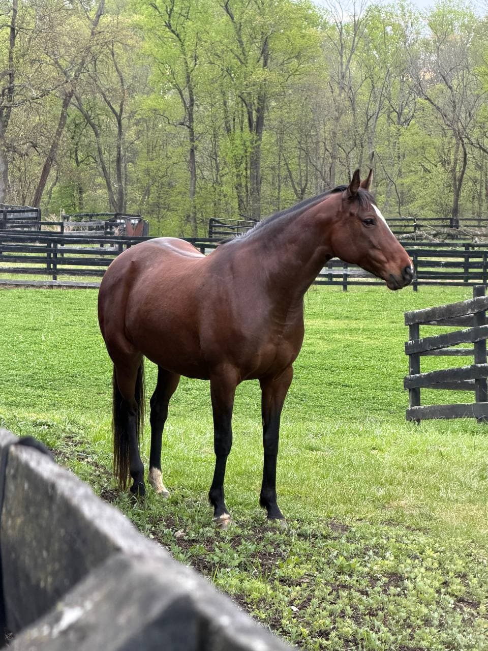 Pearls standing in the paddock