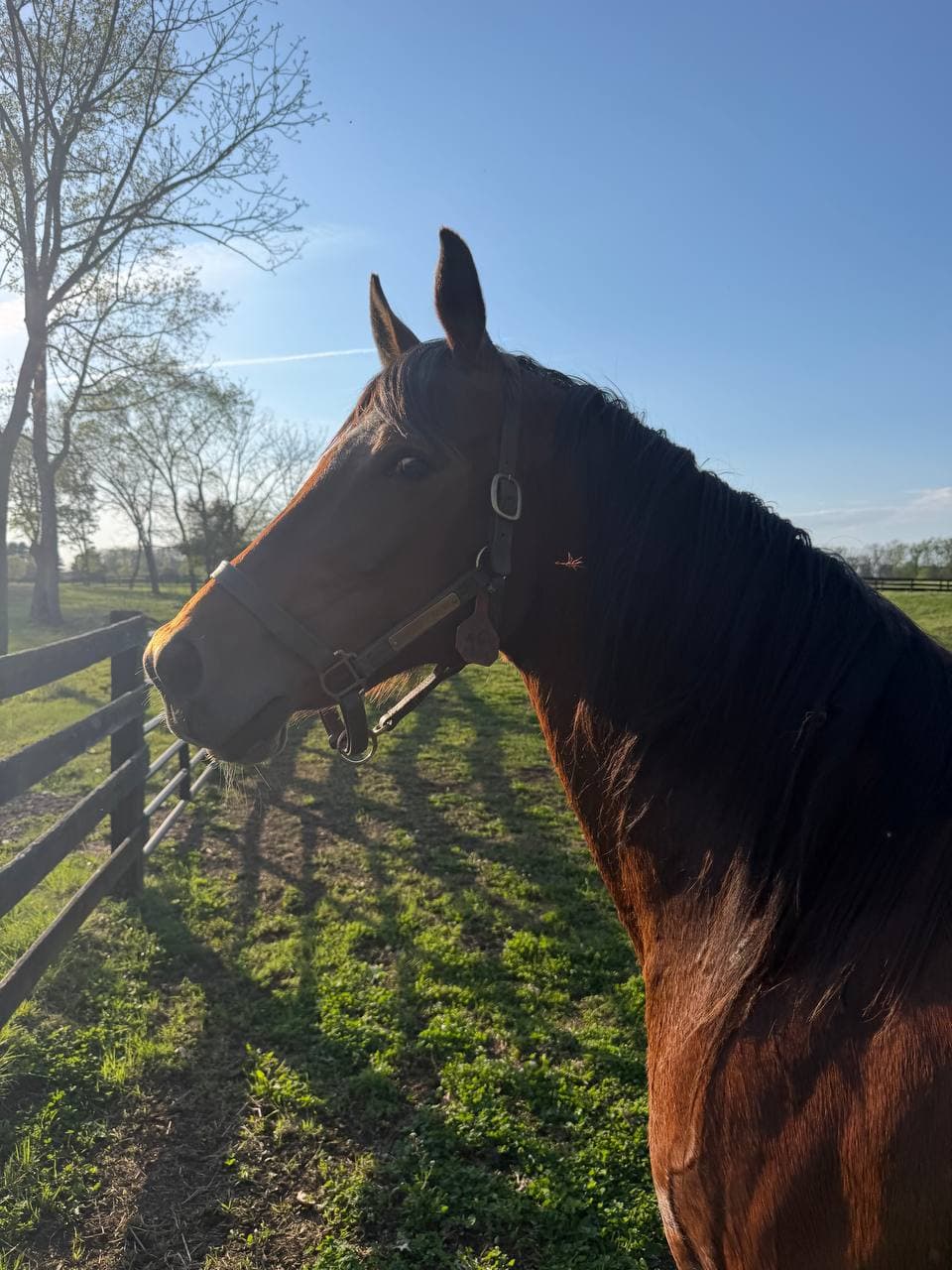True Prosperity at the fence